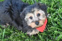 Tucker, a male Yorkshire Terrier for sale in Eldorado, OH – 4 of 4