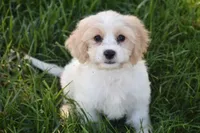 Max, a male Cavachon for sale in Eldorado, OH – 2 of 5