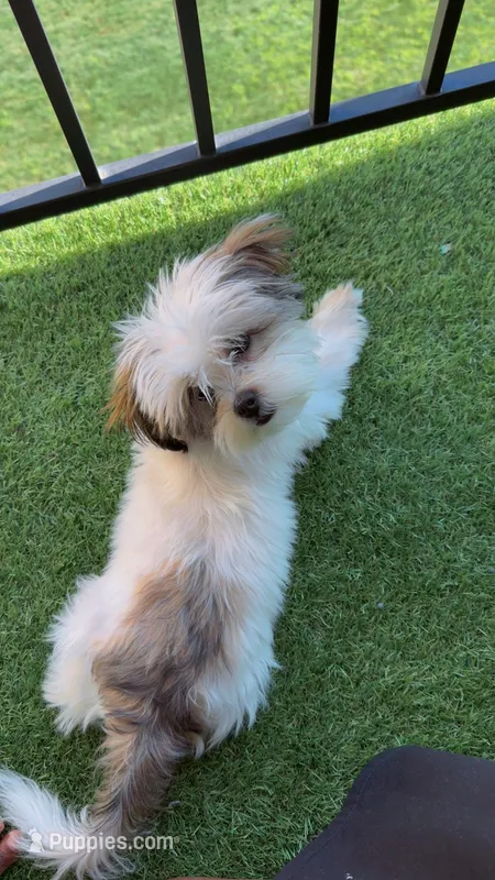 Clover – Shih Tzu puppy for sale in Middletown, CT