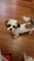 Clover, a male Shih Tzu for sale in Middletown, CT – 3 of 4
