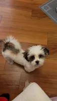 Clover, a male Shih Tzu for sale in Middletown, CT – 4 of 4