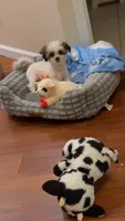 Clover, a male Shih Tzu for sale in Middletown, CT – 2 of 4