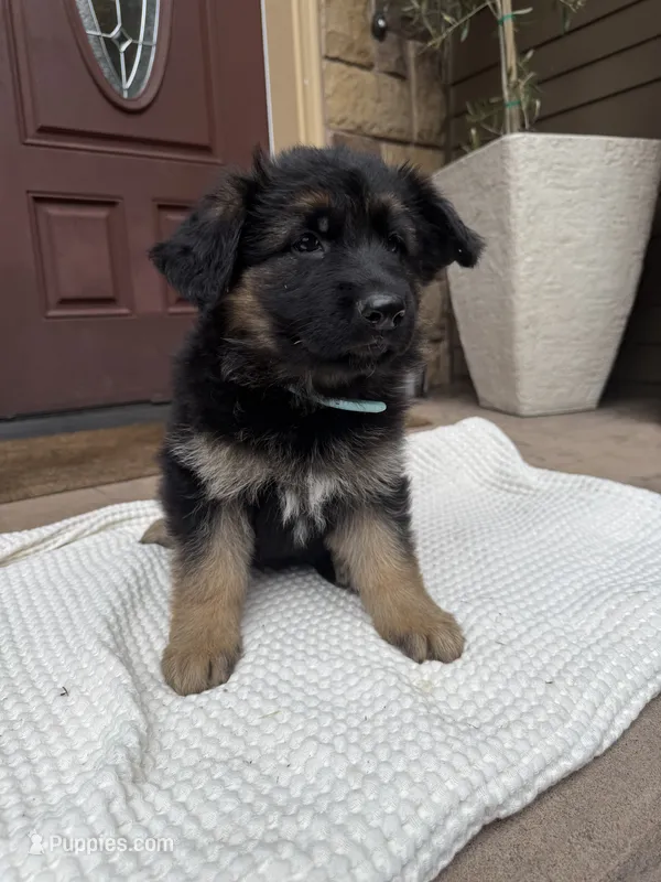 Puppy female – German Shepherd Dog puppy for sale in Brush Prairie, WA