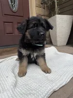 Puppy female, a female German Shepherd Dog for sale in Brush Prairie, WA – 1 of 3
