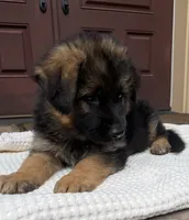 Puppy Male, a male German Shepherd Dog for sale in Brush Prairie, WA – 2 of 3