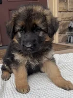 Puppy Male, a male German Shepherd Dog for sale in Brush Prairie, WA – 3 of 3