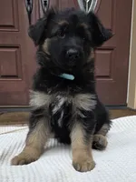 Puppy female, a female German Shepherd Dog for sale in Brush Prairie, WA – 3 of 3