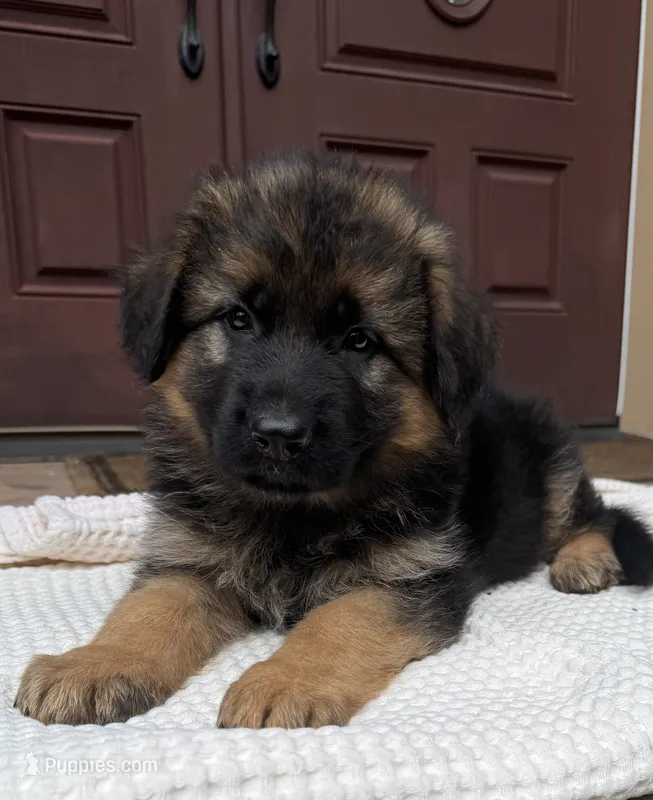 Puppy Male – German Shepherd Dog puppy for sale in Brush Prairie, WA