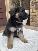 Puppy female, a female German Shepherd Dog for sale in Brush Prairie, WA – 2 of 3
