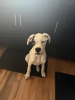 Milo, a male Boxer for sale in Atlanta, GA – Photo 3 of 4