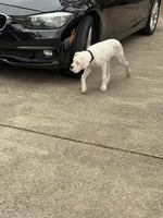 Milo, a male Boxer for sale in Atlanta, GA – Photo 4 of 4