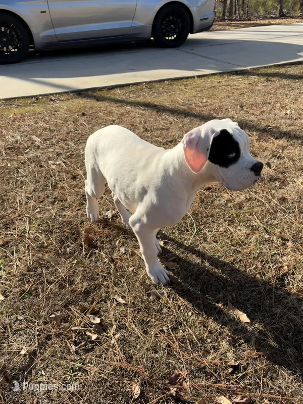Milo – Boxer puppy for sale in Atlanta, GA
