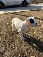 Milo, a male Boxer for sale in Atlanta, GA – Photo 1 of 4