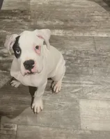 Milo, a male Boxer for sale in Atlanta, GA – Photo 2 of 4