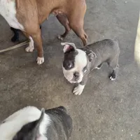 Lilac, a female Boston Terrier for sale in Rialto, CA – Photo 3 of 5