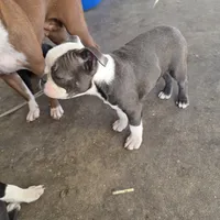 Lilac, a female Boston Terrier for sale in Rialto, CA – Photo 4 of 5