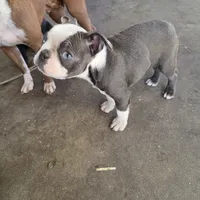 Lilac, a female Boston Terrier for sale in Rialto, CA – Photo 2 of 5