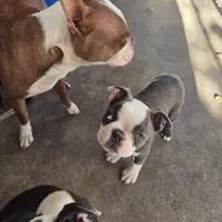 Lilac, a female Boston Terrier for sale in Rialto, CA – Photo 1 of 5