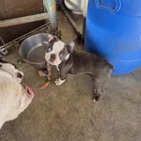 Lilac, a female Boston Terrier for sale in Rialto, CA – Photo 5 of 5