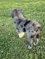 Sky, a female Miniature Australian Shepherd for sale in Claremore, OK – 2 of 10