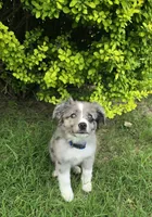 Sky, a female Miniature Australian Shepherd for sale in Claremore, OK – 3 of 10