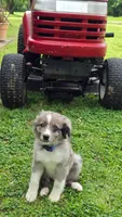 Sky, a female Miniature Australian Shepherd for sale in Claremore, OK – 7 of 10