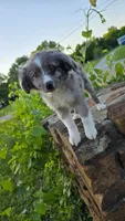 Sky, a female Miniature Australian Shepherd for sale in Claremore, OK – 6 of 10