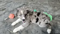 Sky, a female Miniature Australian Shepherd for sale in Claremore, OK – 5 of 10