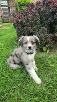 Sky, a female Miniature Australian Shepherd for sale in Claremore, OK – 10 of 10