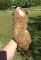 Loki, a male Australian Shepherd for sale in Claremore, OK – Photo 4 of 8