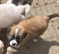 Loki, a male Australian Shepherd for sale in Claremore, OK – Photo 6 of 8
