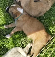 Loki, a male Australian Shepherd for sale in Claremore, OK – Photo 5 of 8