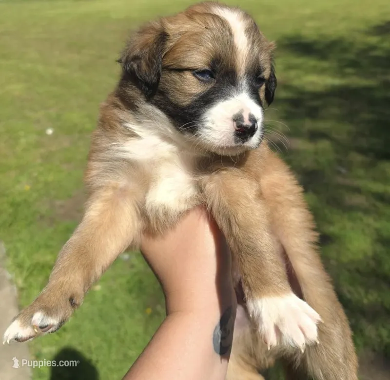 Loki – Australian Shepherd puppy for sale in Claremore, OK