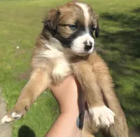 Loki, a male Australian Shepherd for sale in Claremore, OK – Photo 3 of 8