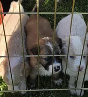 Loki, a male Australian Shepherd for sale in Claremore, OK – Photo 7 of 8