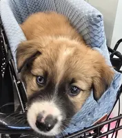 Loki, a male Australian Shepherd for sale in Claremore, OK – Photo 2 of 8