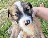 Loki, a male Australian Shepherd for sale in Claremore, OK – Photo 8 of 8