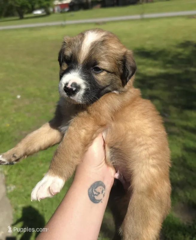 Loki – Australian Shepherd puppy for sale in Claremore, OK