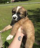 Loki, a male Australian Shepherd for sale in Claremore, OK – Photo 1 of 8