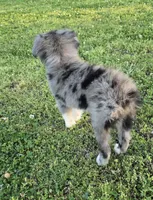 Chief, a male Australian Shepherd for sale in Claremore, OK – Photo 8 of 8