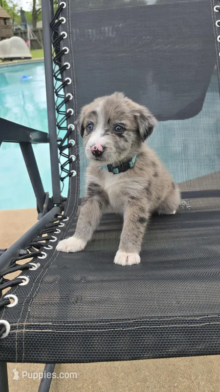 Chief – Australian Shepherd puppy for sale in Claremore, OK