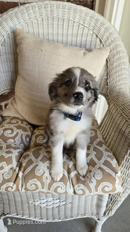 Sky – Miniature Australian Shepherd puppy for sale in Claremore, OK