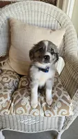 Sky, a female Miniature Australian Shepherd for sale in Claremore, OK – 1 of 10