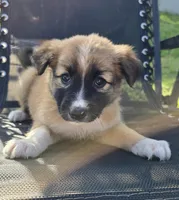 Brownie, a female Australian Shepherd for sale in Claremore, OK – Photo 1 of 10