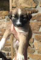 Brownie, a female Australian Shepherd for sale in Claremore, OK – Photo 3 of 10