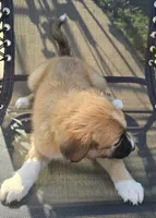 Brownie, a female Australian Shepherd for sale in Claremore, OK – Photo 2 of 10