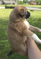 Brownie, a female Australian Shepherd for sale in Claremore, OK – Photo 6 of 10