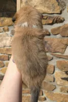 Brownie, a female Australian Shepherd for sale in Claremore, OK – Photo 5 of 10