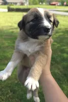 Brownie, a female Australian Shepherd for sale in Claremore, OK – Photo 4 of 10
