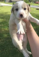 Honey, a female Australian Shepherd for sale in Claremore, OK – Photo 1 of 3